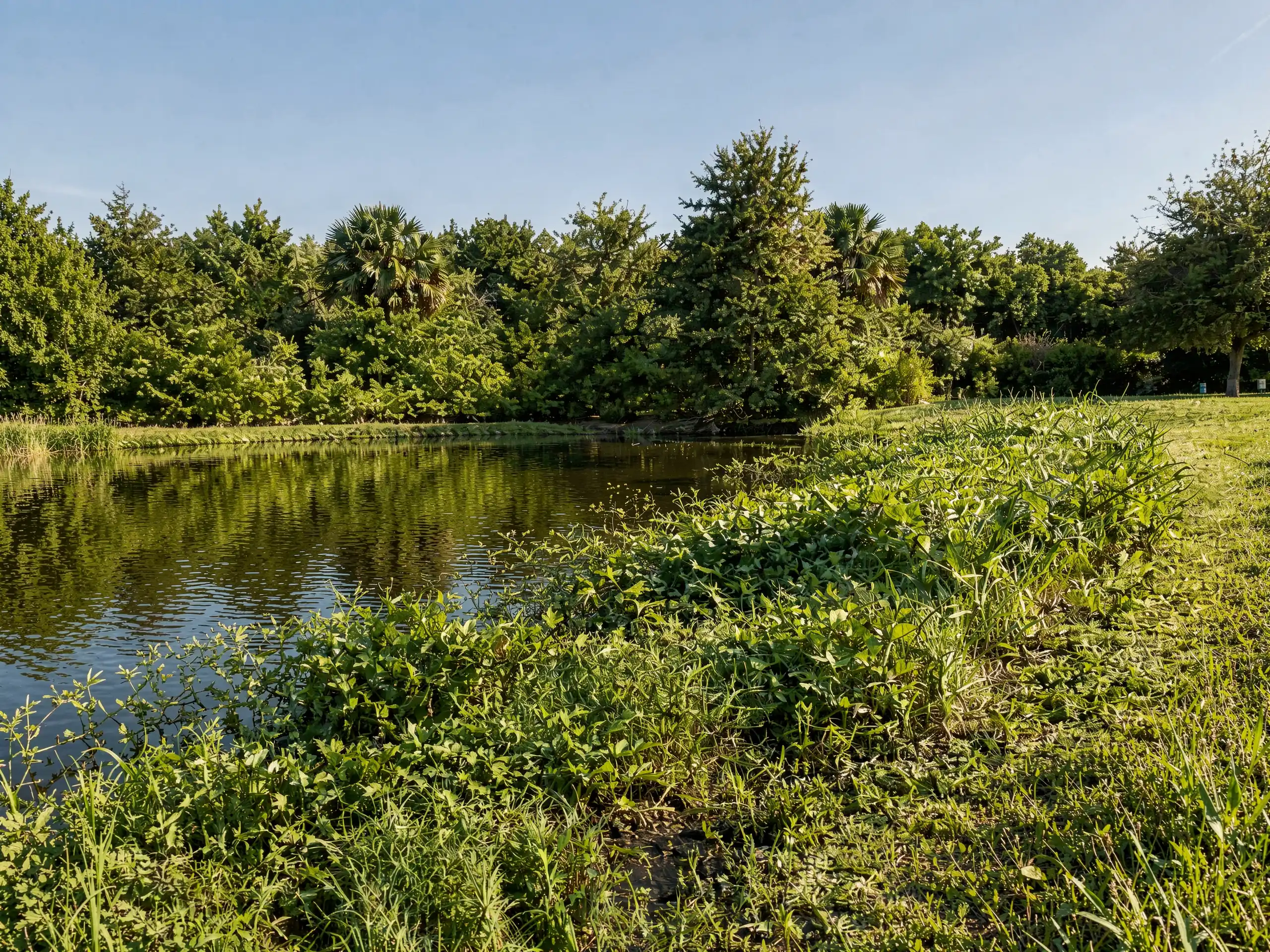 Pond Before, needs foliage removal and site clearing