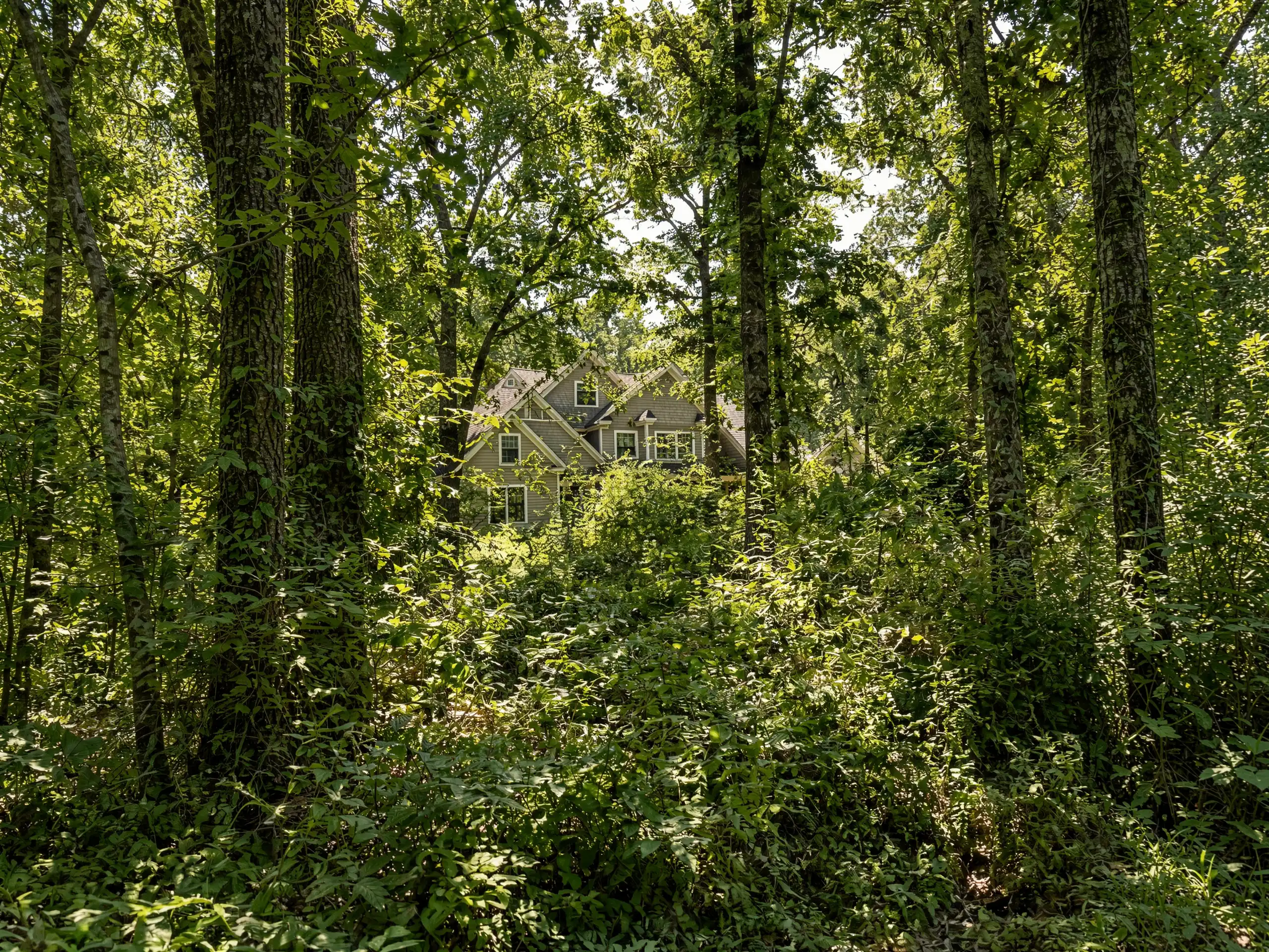 Overgrown Property